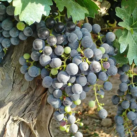 Chateau Rieutort Panzió